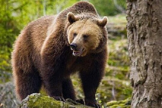 Bear Watching in The Wild from Brasov