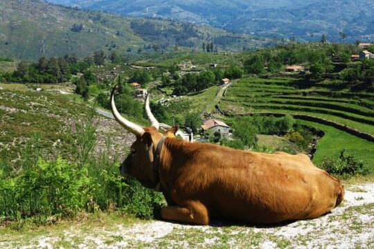 Gerês Private Tour (All Inclusive)