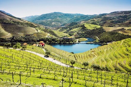 Full-Day Private Douro Valley Wine Tour Experience from Porto