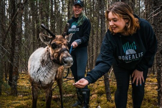 Walking with Reindeer Experience