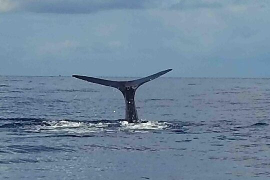 PH Whale Watch & Dolphin Cruise in Dominica