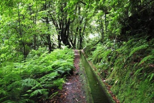 Private Guided Walk Levada do Rei