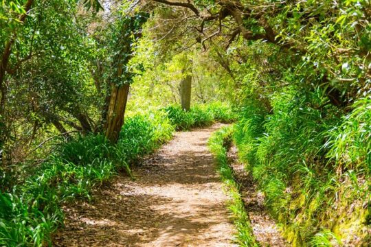 Paradise Valley Madeira Island Walk