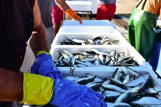 Porto and Matosinhos: Sardine Production - Small Group Tour