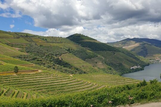 Private Tour of Douro Valley from Porto & Vila Nova de Gaia