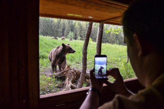 Day Trip & Bear Watching in the Land of Volcanoes