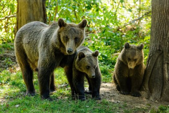 Bears Sanctuary, Dracula Castle and Poiana Brasov-Private day tour from Brasov