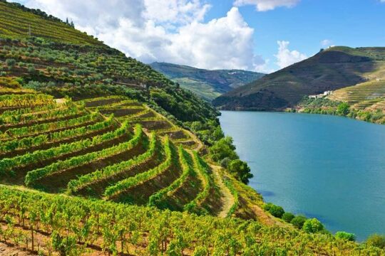 Douro Valley Full-Day Private Tour from Porto