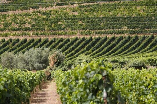 Private Full-Day Tour with Lunch and Wine Experience in Portugal