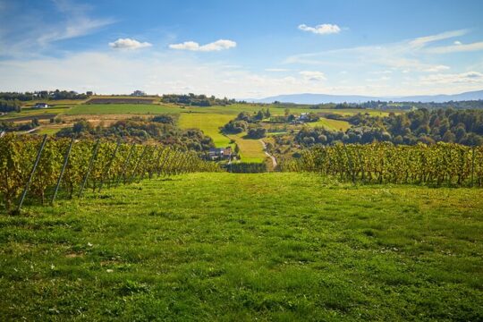 Wieliczka Vineyard: Wine tasting with local snacks