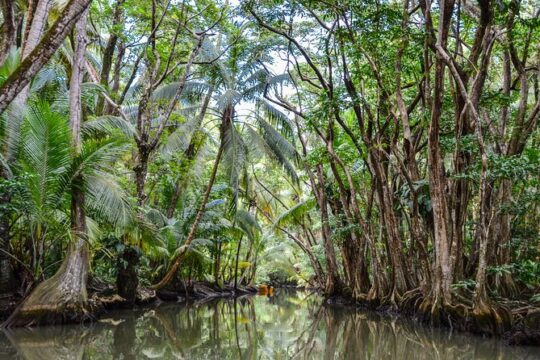 Private Northern Tour Indian River, Cold Soufriere & Fort Shirley