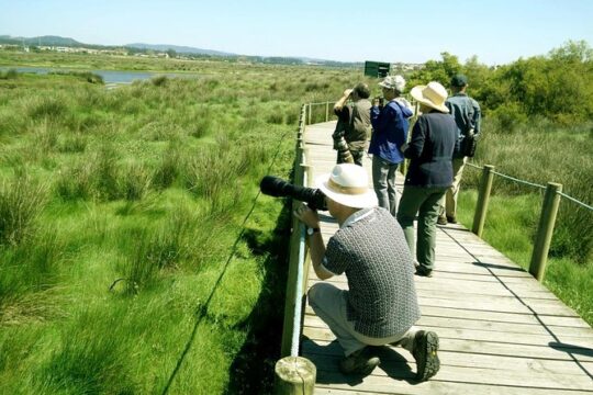 Birdwatching from Porto