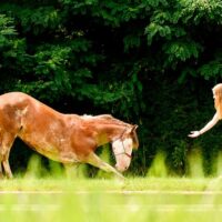 Horseback Riding