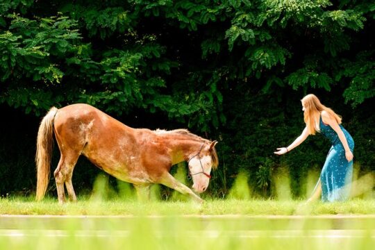 Professional photo-shooting with ordinary and tricky horses