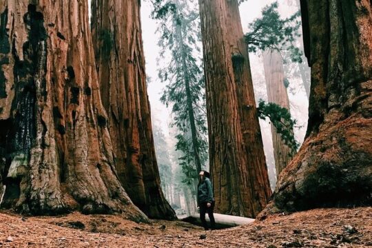 Magical Muir Woods Car Tour (Private & All-Inclusive)