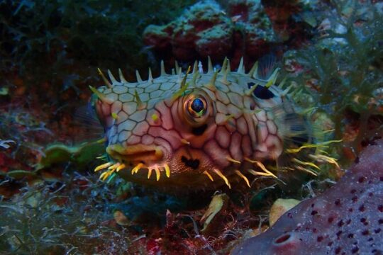 PADI Discover Scuba Diving at Champagne Reef Dominica