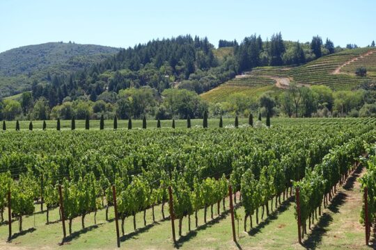 10-Hour Napa Valley Wine Tasting Tour From San Francisco 14 pax