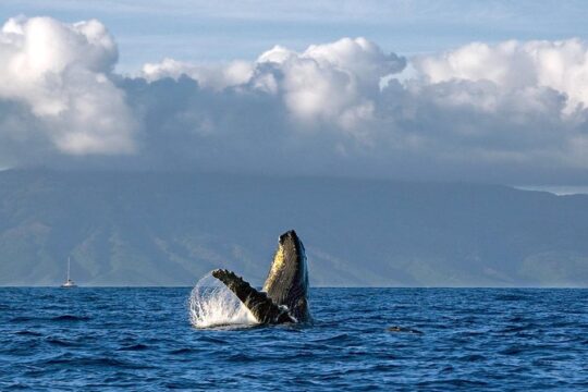 From Ma'alaea Harbor, Maui: Whale Watch Cruise Aboard Malolo (3:30 PM)