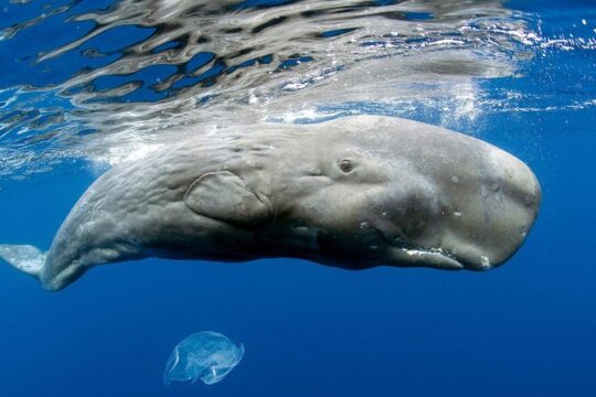 Private Waitukubuli Dolphin & Whale Watching