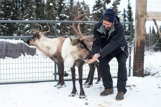 Reindeer Meet and Greet