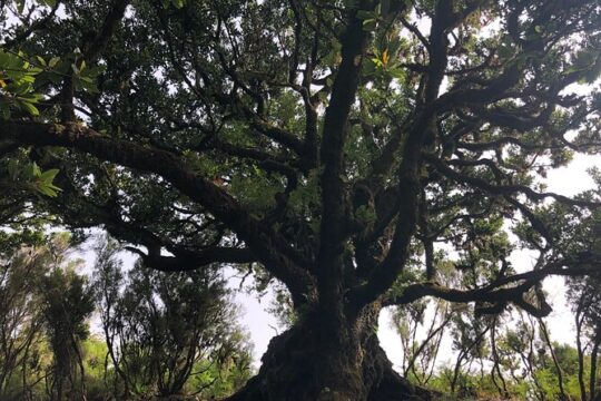 Private Tour of Fanal Park Ancient Trees