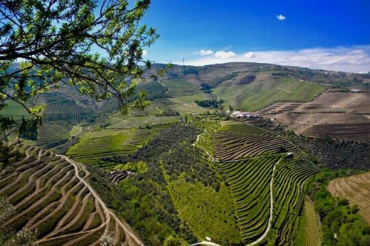 From Porto: Private Douro Valley Tour