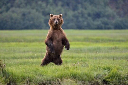 Alaska Bear Viewing Adventure from Seward