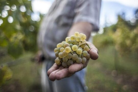 Premium Private Vinho Verde Tour:2 Wineries with Tastings & Lunch