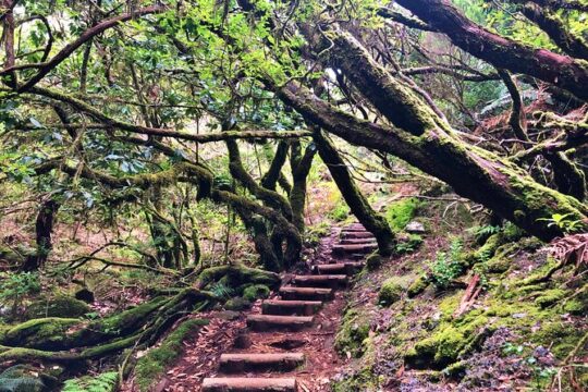 Madeira: Private Guided Walk Vereda Fanal PR13