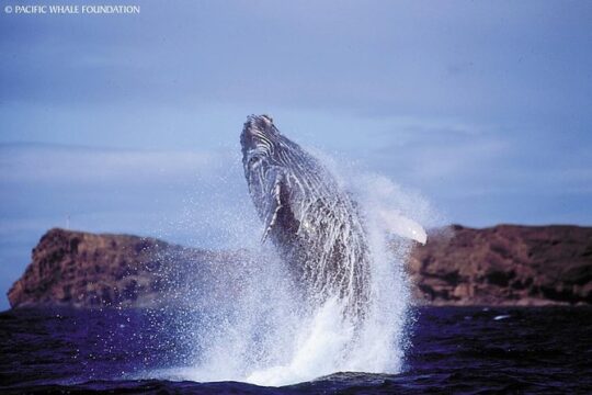 Whalewatch Deluxe Tour from Ma'alaea Harbor