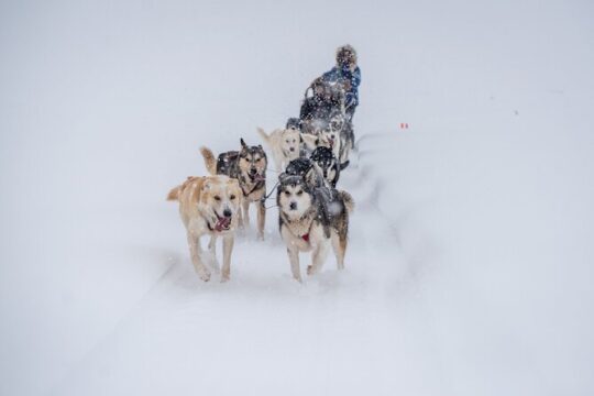 Alaskan Dog Sledding Tour in Fairbanks