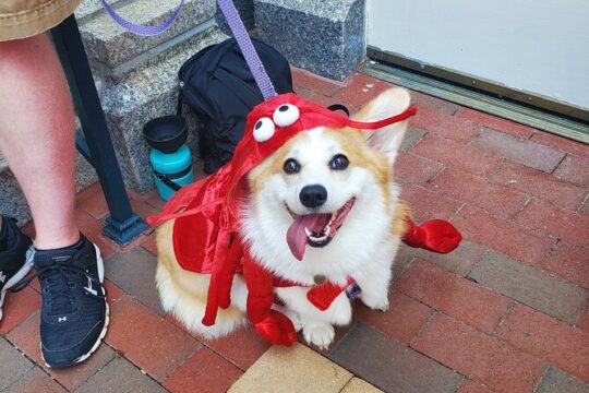 Howl O Ween Doggy Costume Party Cruise