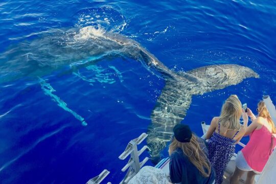 Maui Whale Watching & Snorkeling Tour from Ma'alaea Harbor aboard Pride of Maui