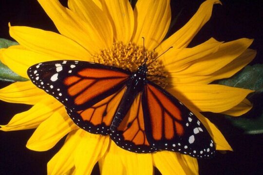 Maui Butterfly Garden