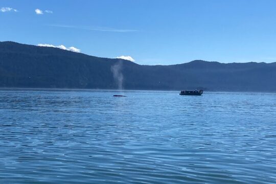 Mendenhall Glacier Waterfall and Whale Watching Tour