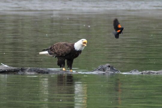 2-Hour Wildlife & Nature River Cruise on the Beautiful Willamette