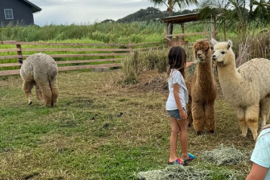 Alpaca Encounter and Tropical Fruit Tasting on the Road to Hana