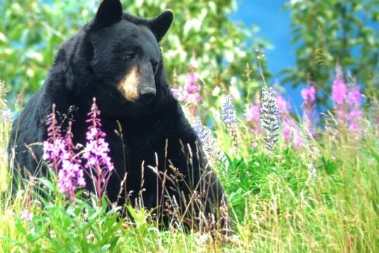 Wildlife Walking Half-Day Private Guided Tour in Whittier