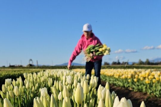 Tulip Valley Farms U Pick Experience