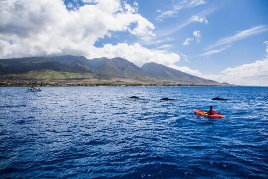 West Maui Whale Watching and Snorkeling Excursion