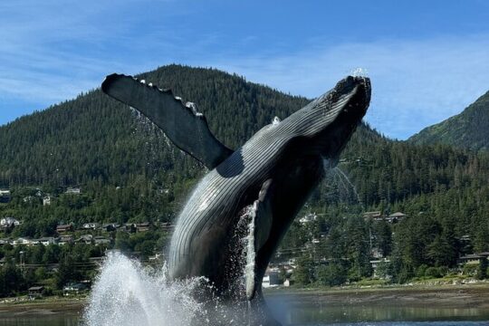 Juneau Highlights and Mendenhall Glacier Tour